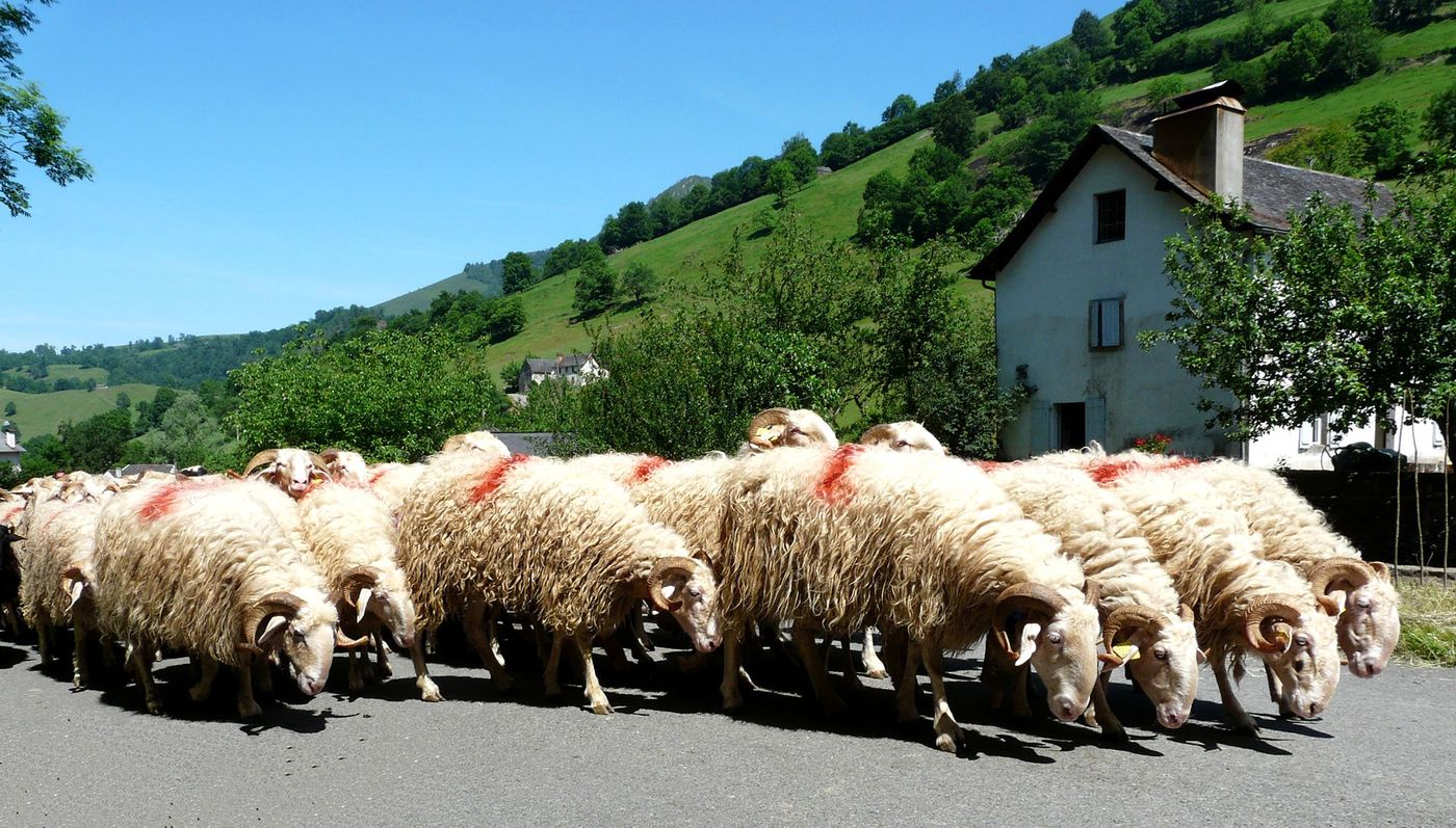 Transhumance mouton