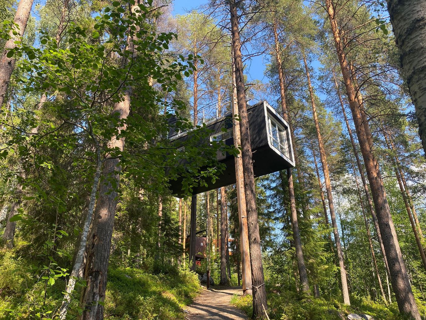 Tree Hotel