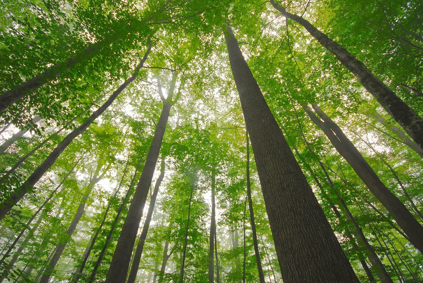 France Forêt de Tronçais