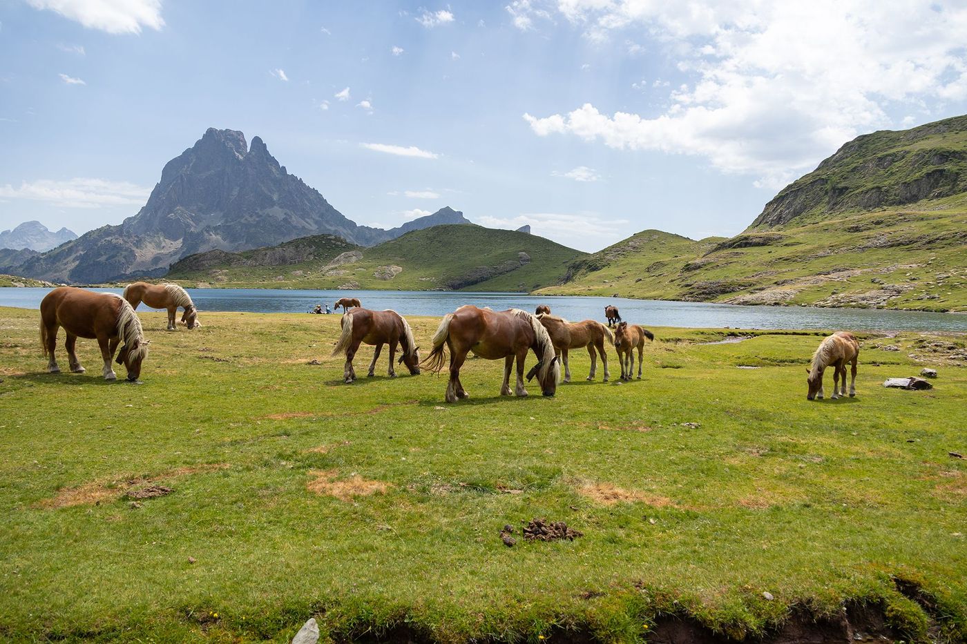 Troupeau de chevaux - lacs d'Aïous