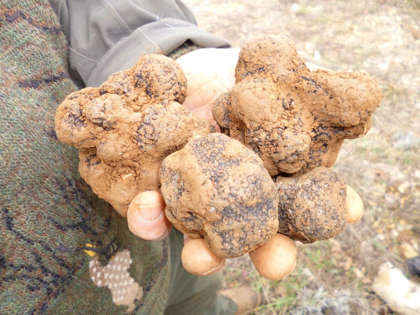 Truffe Var Champignon
