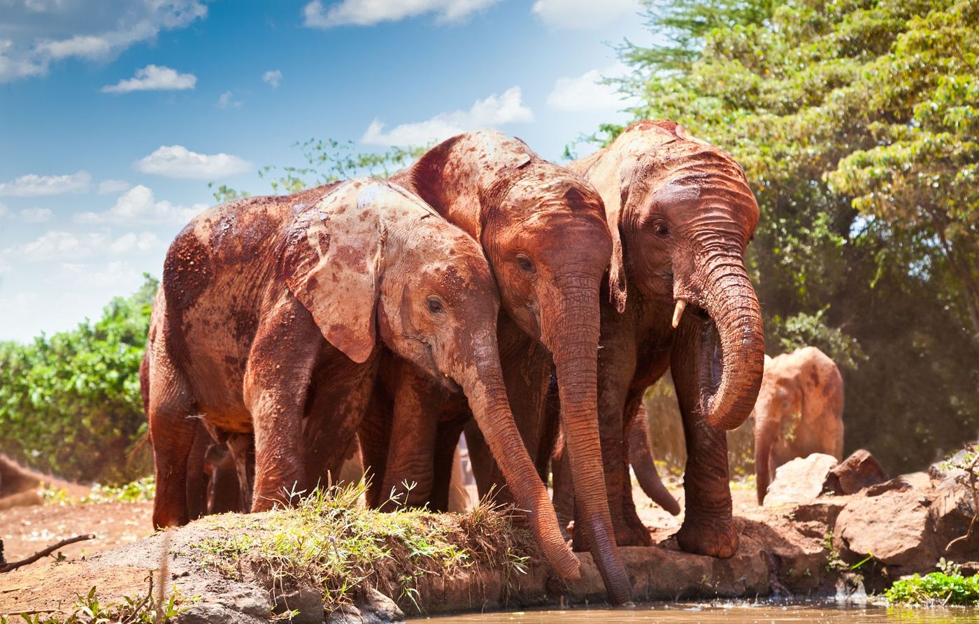 Tsavo Parc Kenya