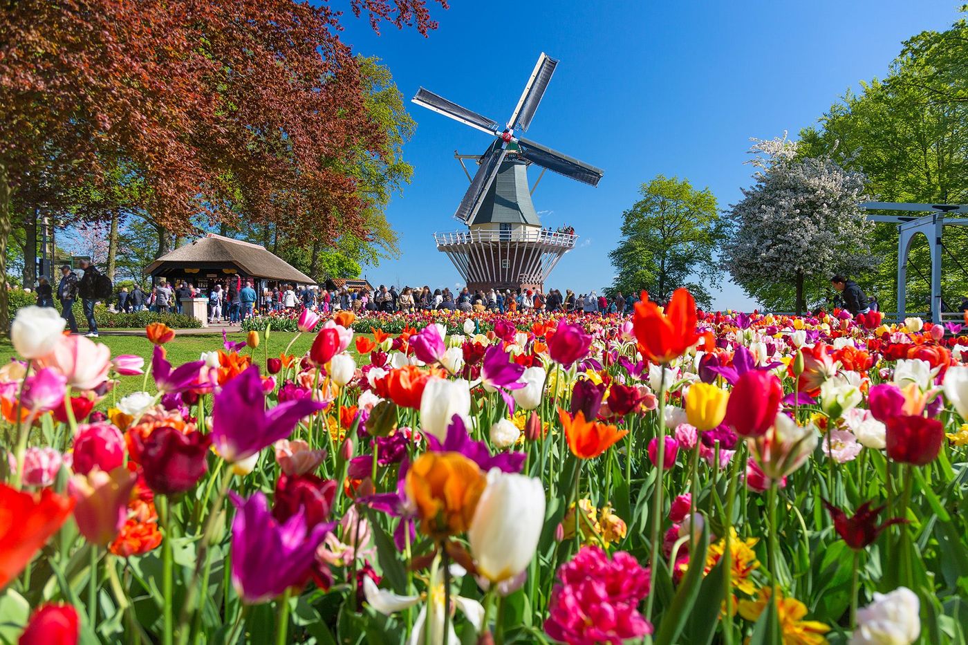 Tulipes et moulin