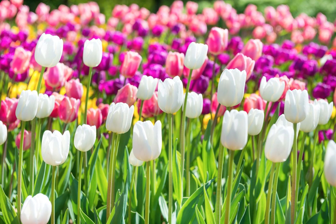 Pays-Bas Tulipes