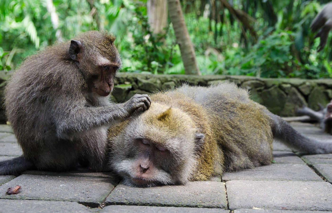 Asie Indonésie Bali Ubud Singes
