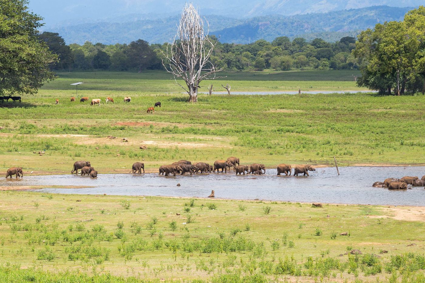 Sri Lanka Parc Uda Walawe