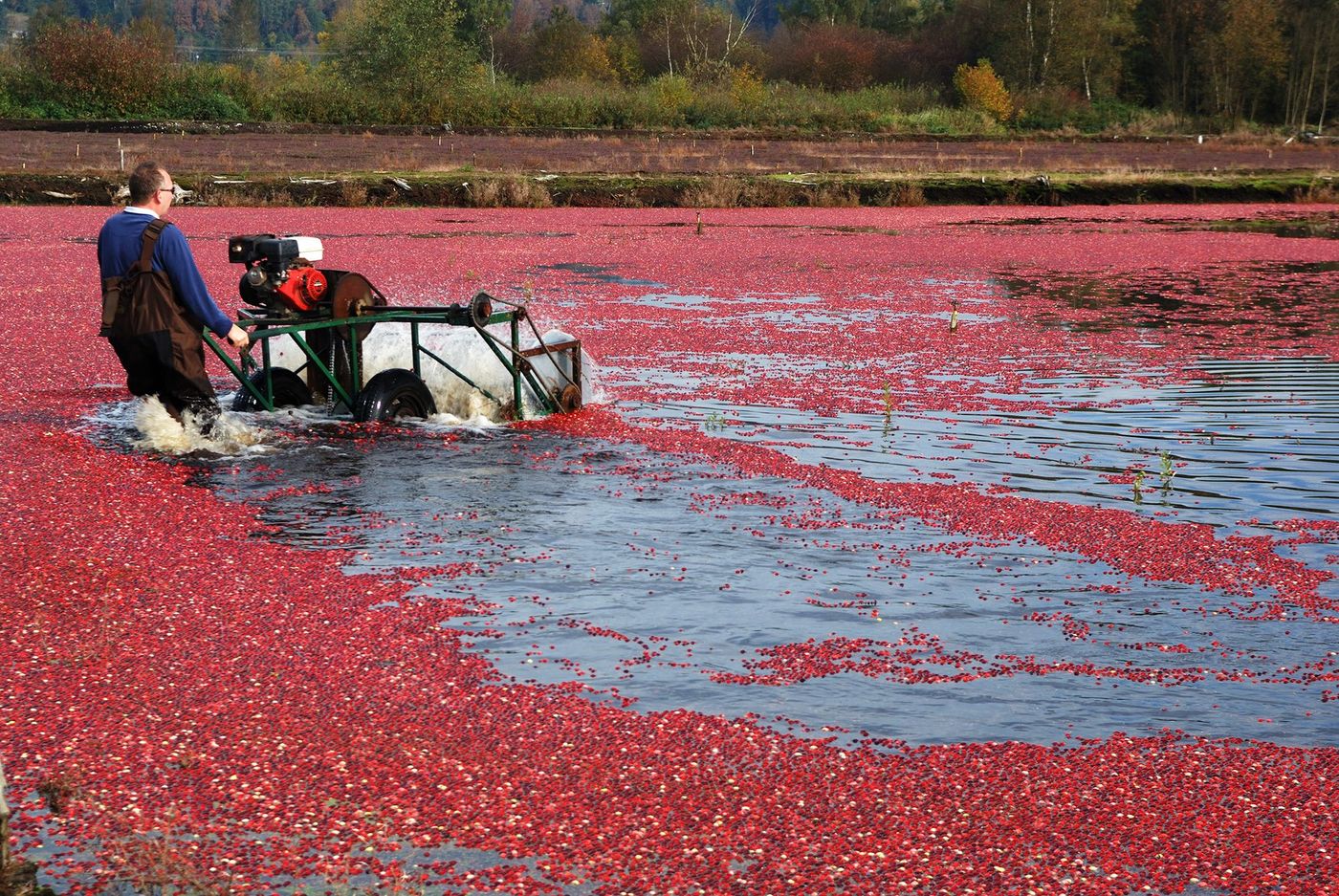 USA Récolte des cranberries