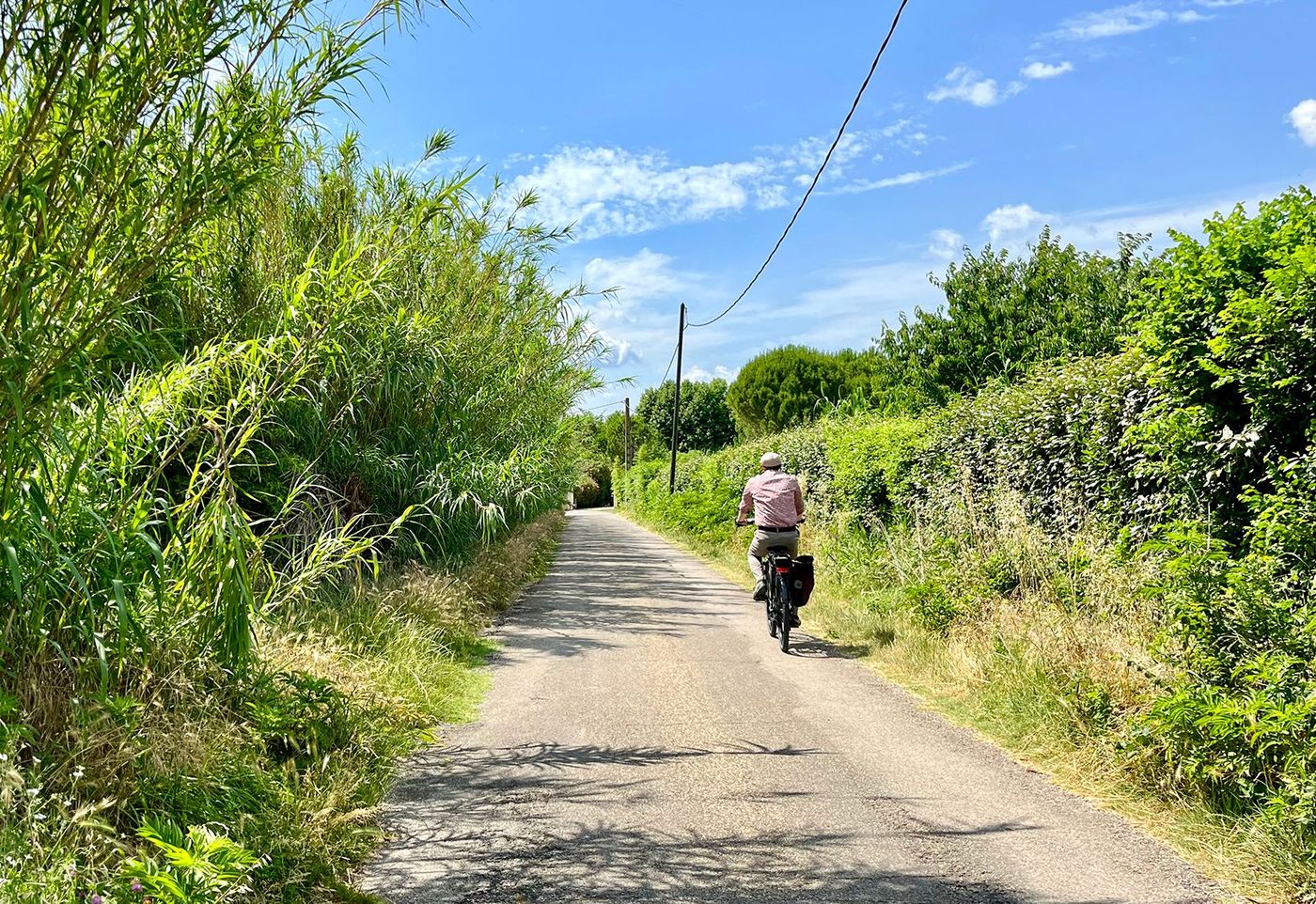 Vélo sur l'île de la Barthelasse