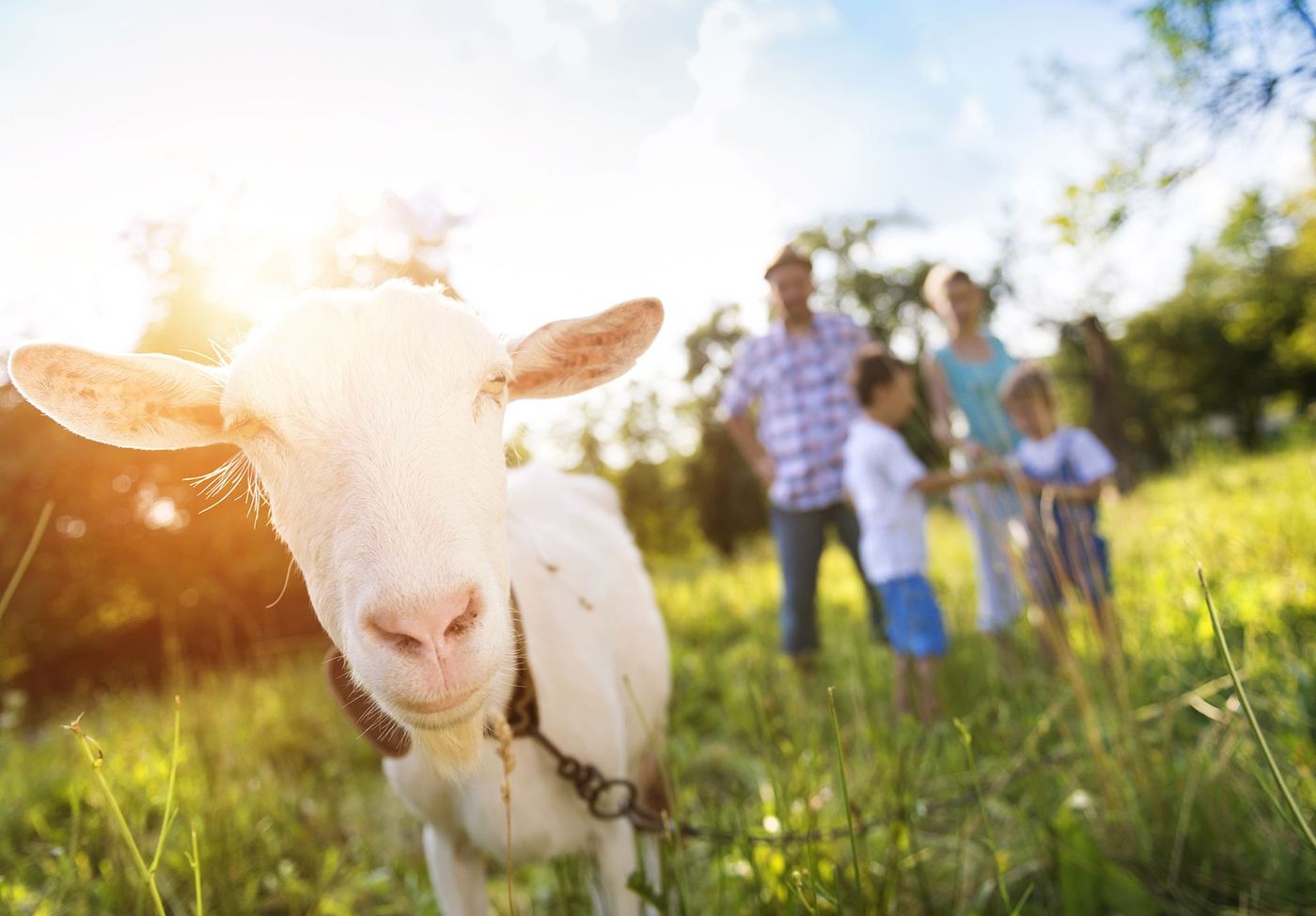 Vacances Ferme Chèvre