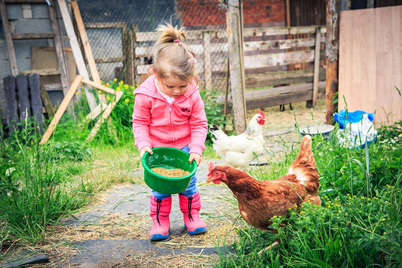 Vacances Ferme Poule