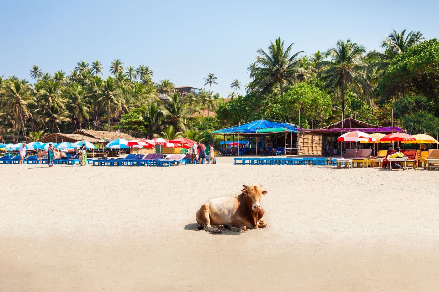 Vache Plage Inde