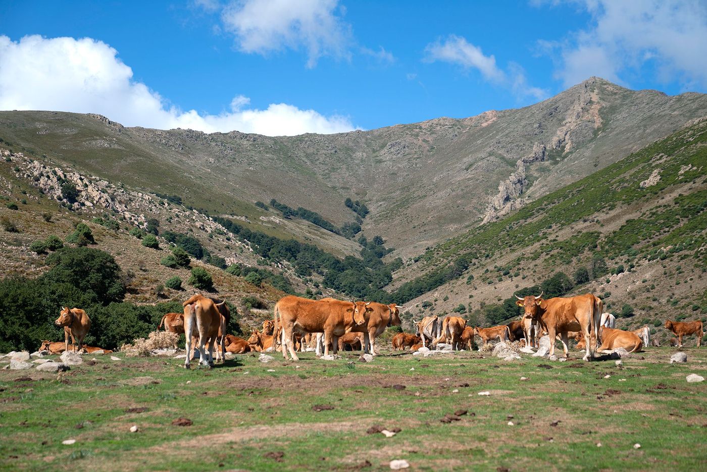 Vaches du massif du Gennargentu
