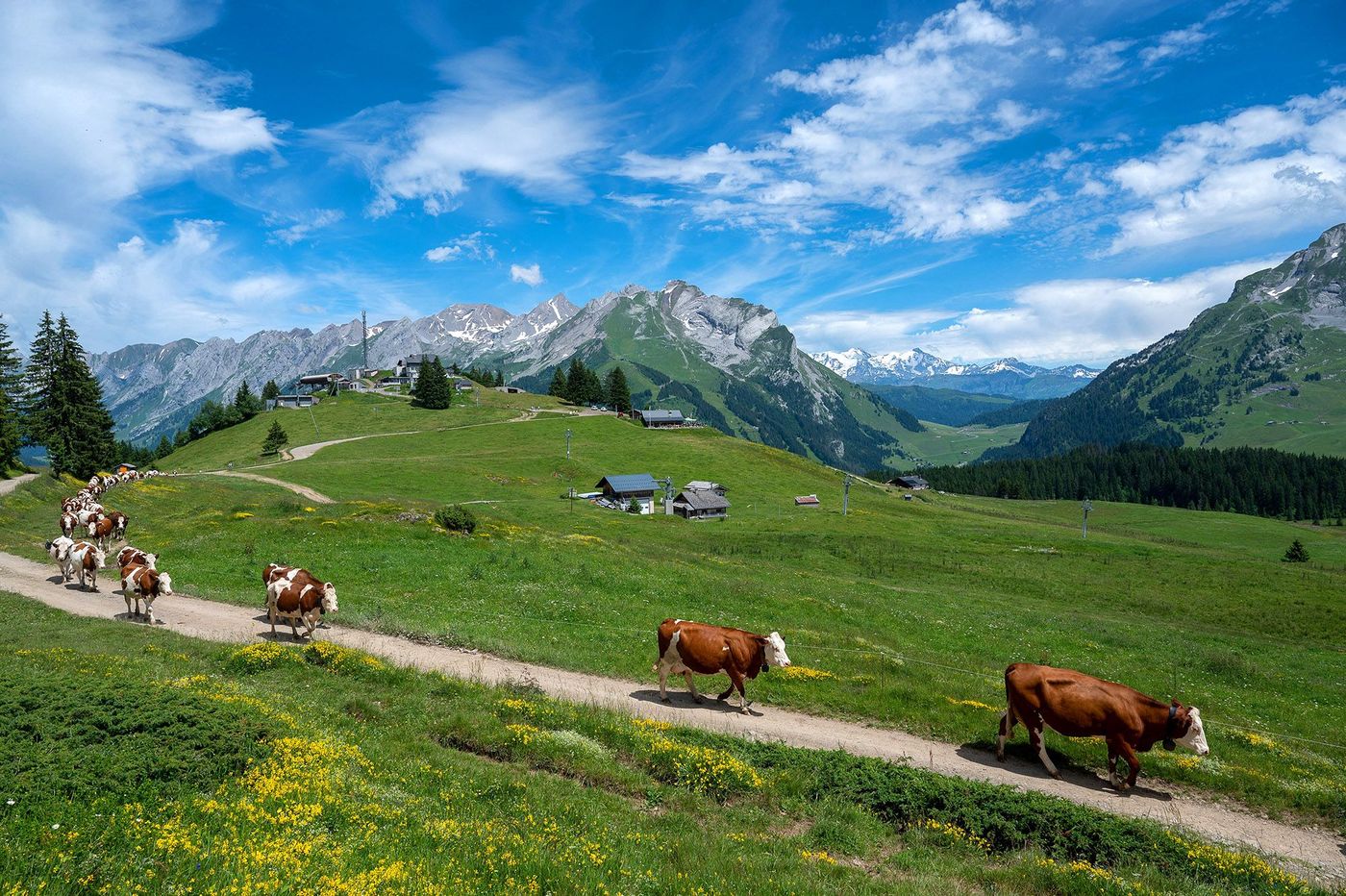 vaches laitières