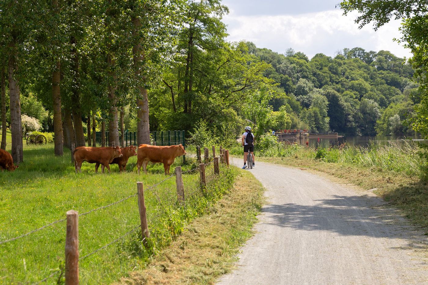 Vaches lors de la Mayenne à vélo
