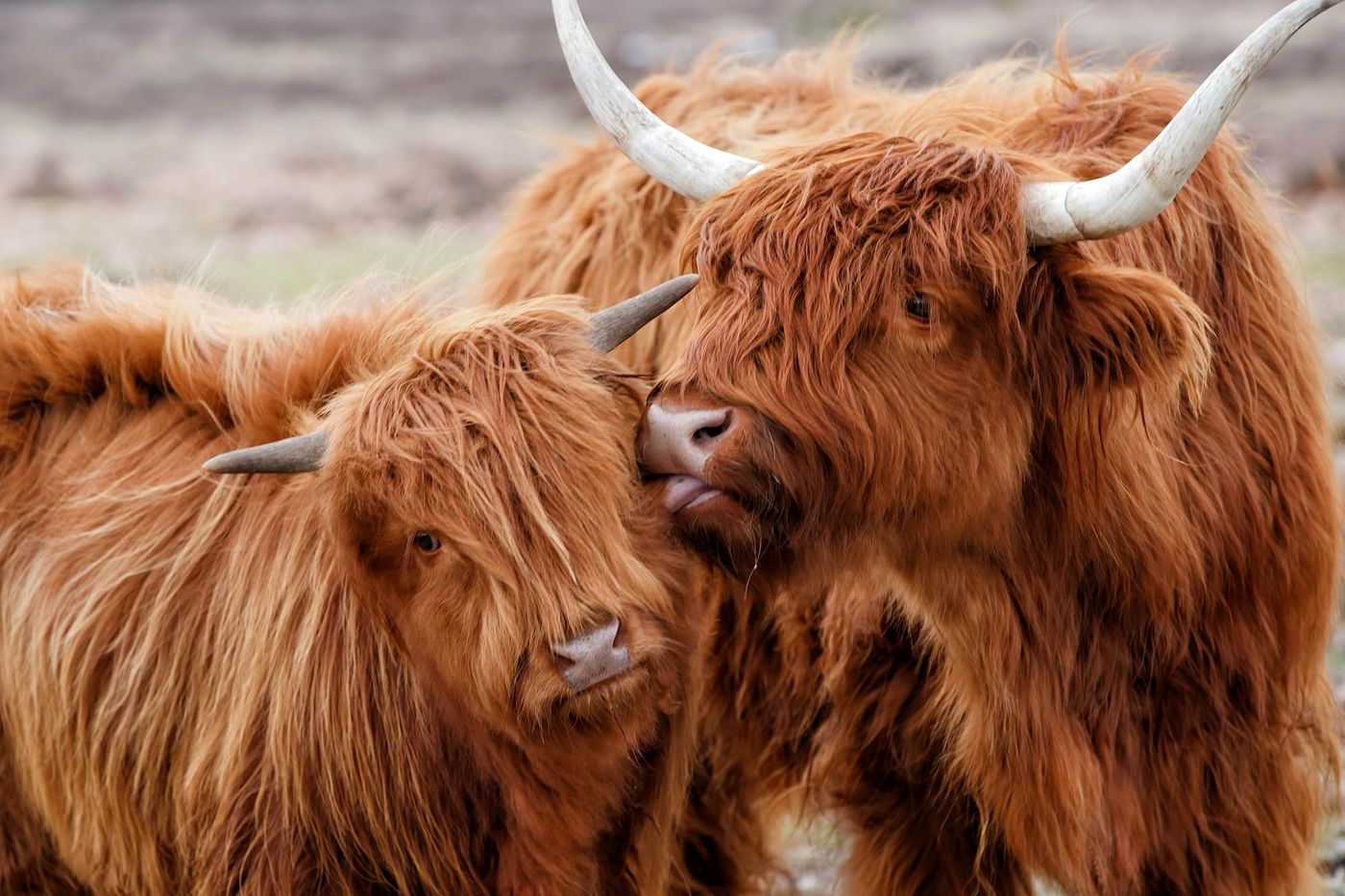 vaches écossaises