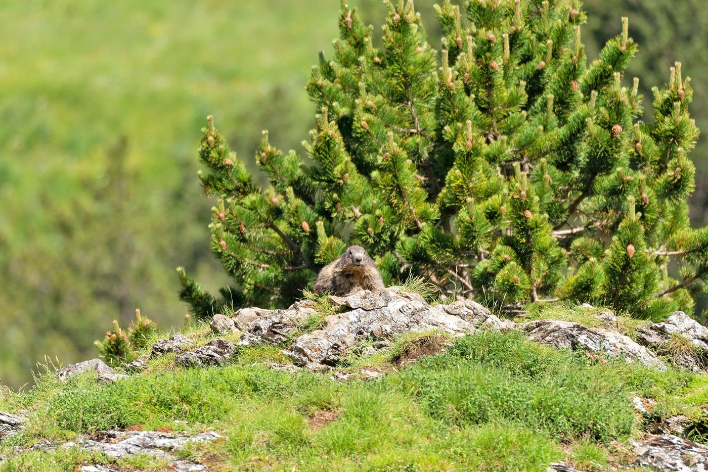 Vallée d’Ossau - marmotte des Alpes