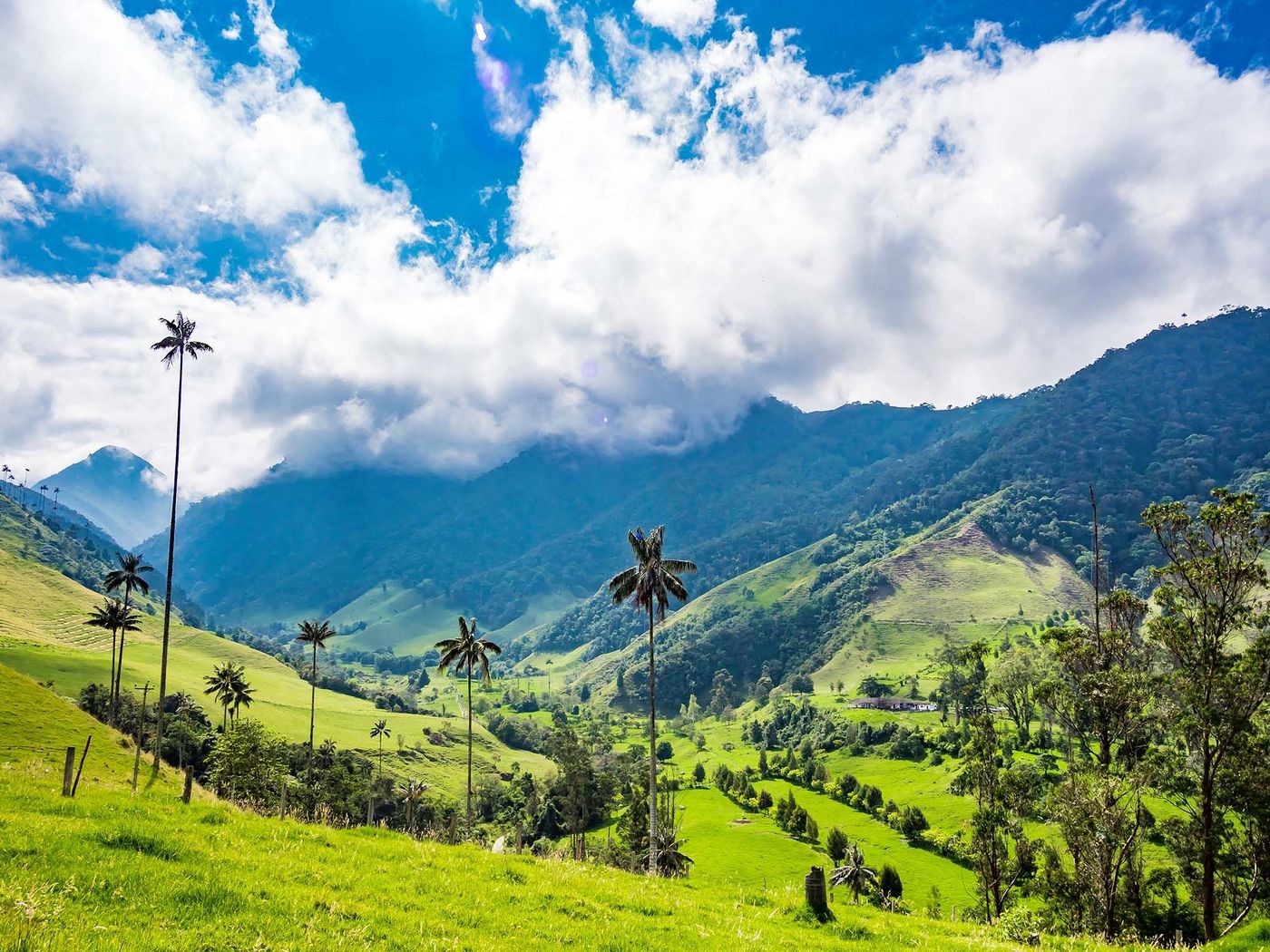 Vallée de Cocora