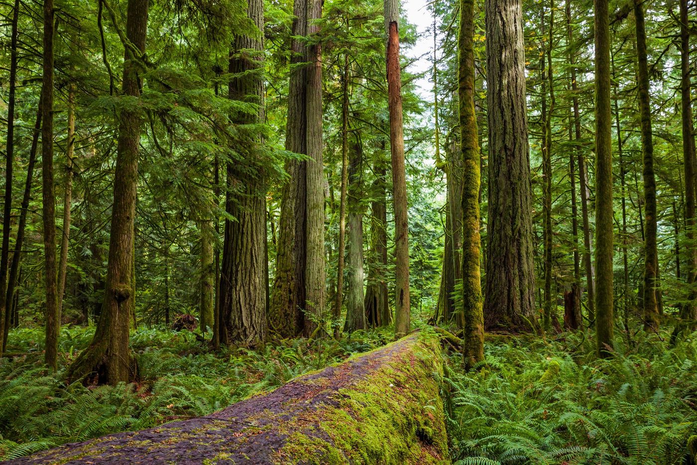Vancouver Island Cathedral Grove