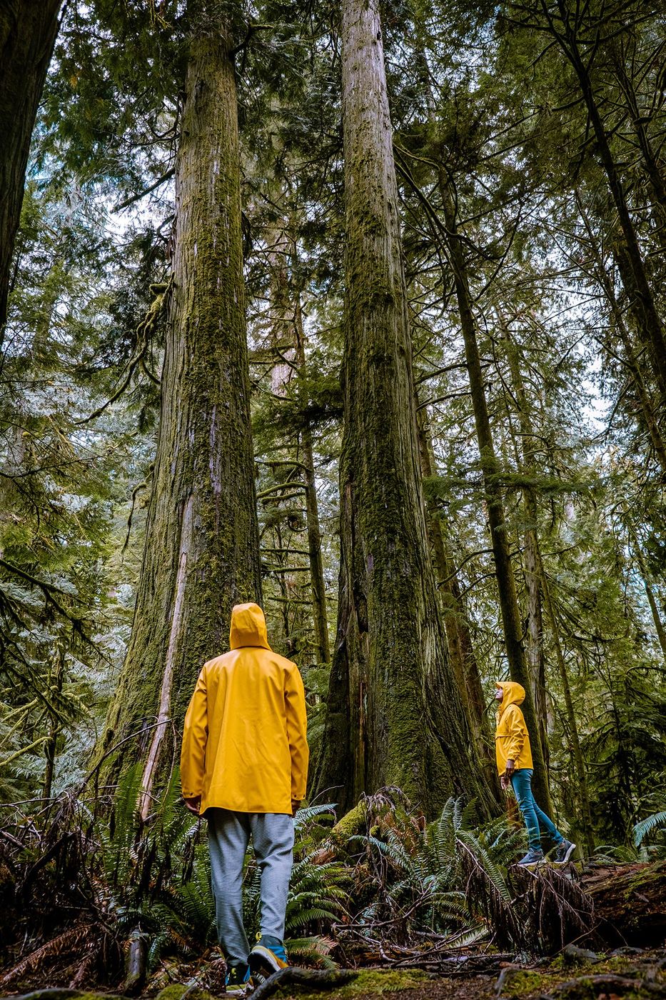 Vancouver Island Cathedral Grove