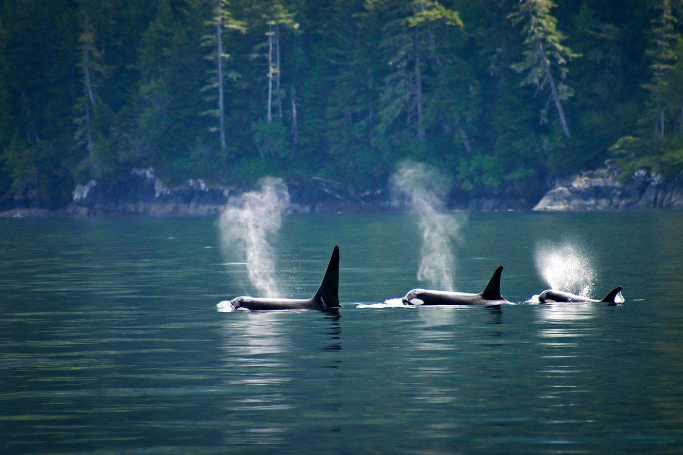 Vancouver Island Telegraph Cove Orques