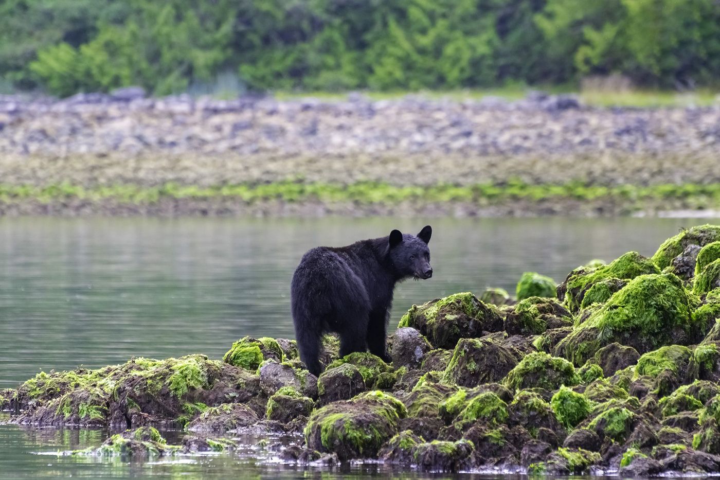Vancouver island Tofino Ours