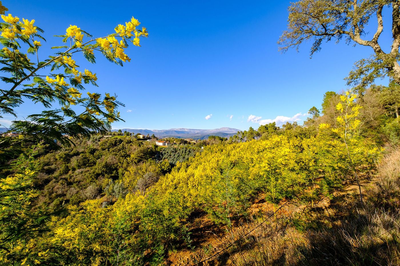 Var Massif du Tanneron