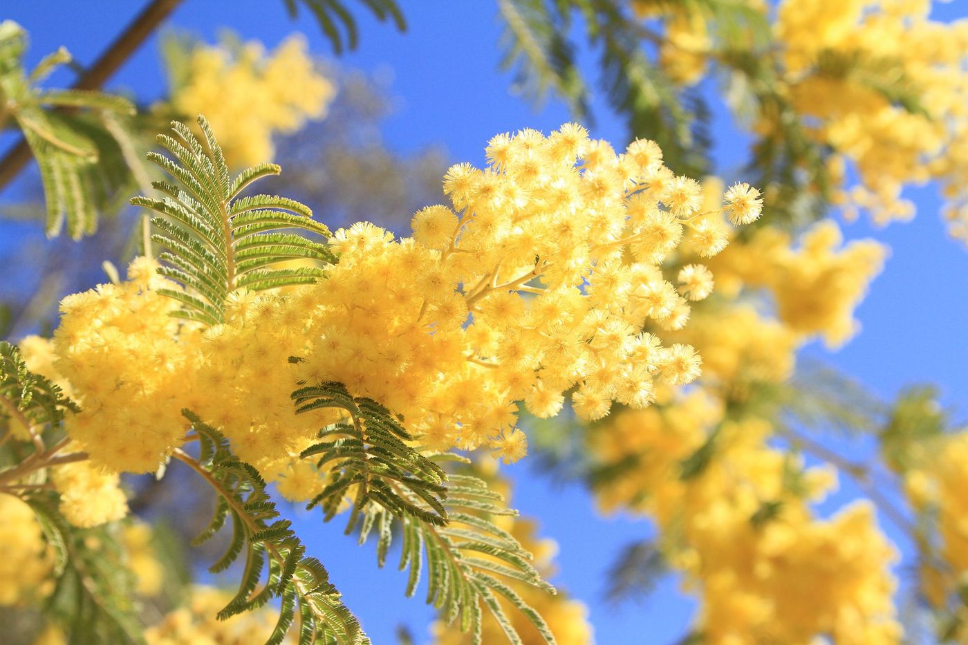 Var Mimosa