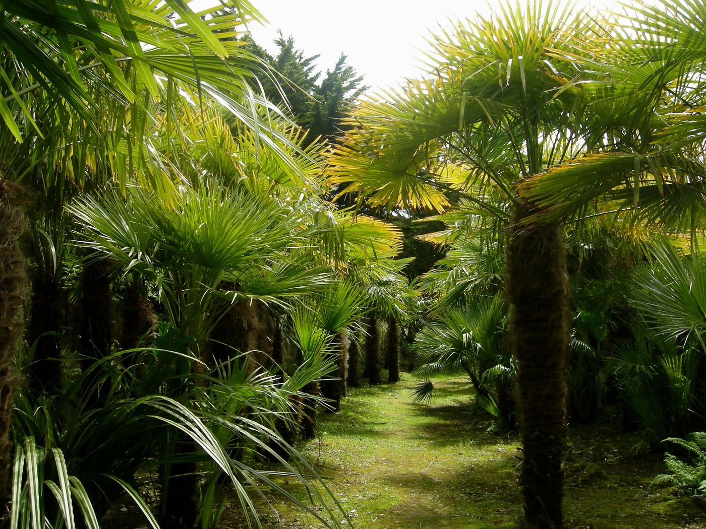 Vauville Jardin Botanique