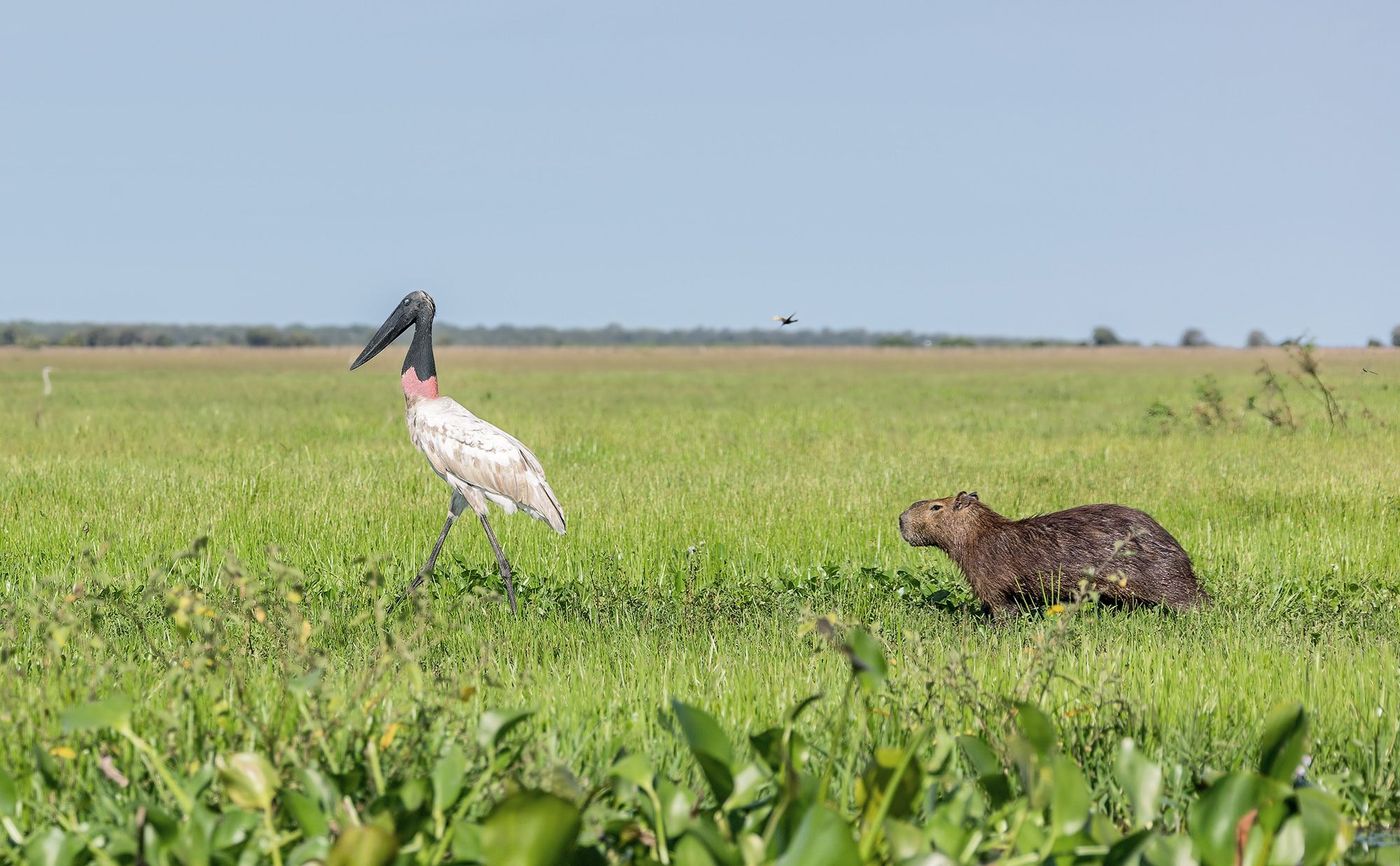 Venezuela Llanos