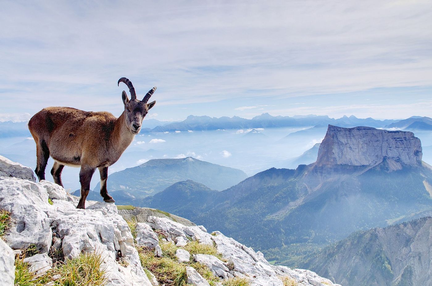 Vercors Bouquetin