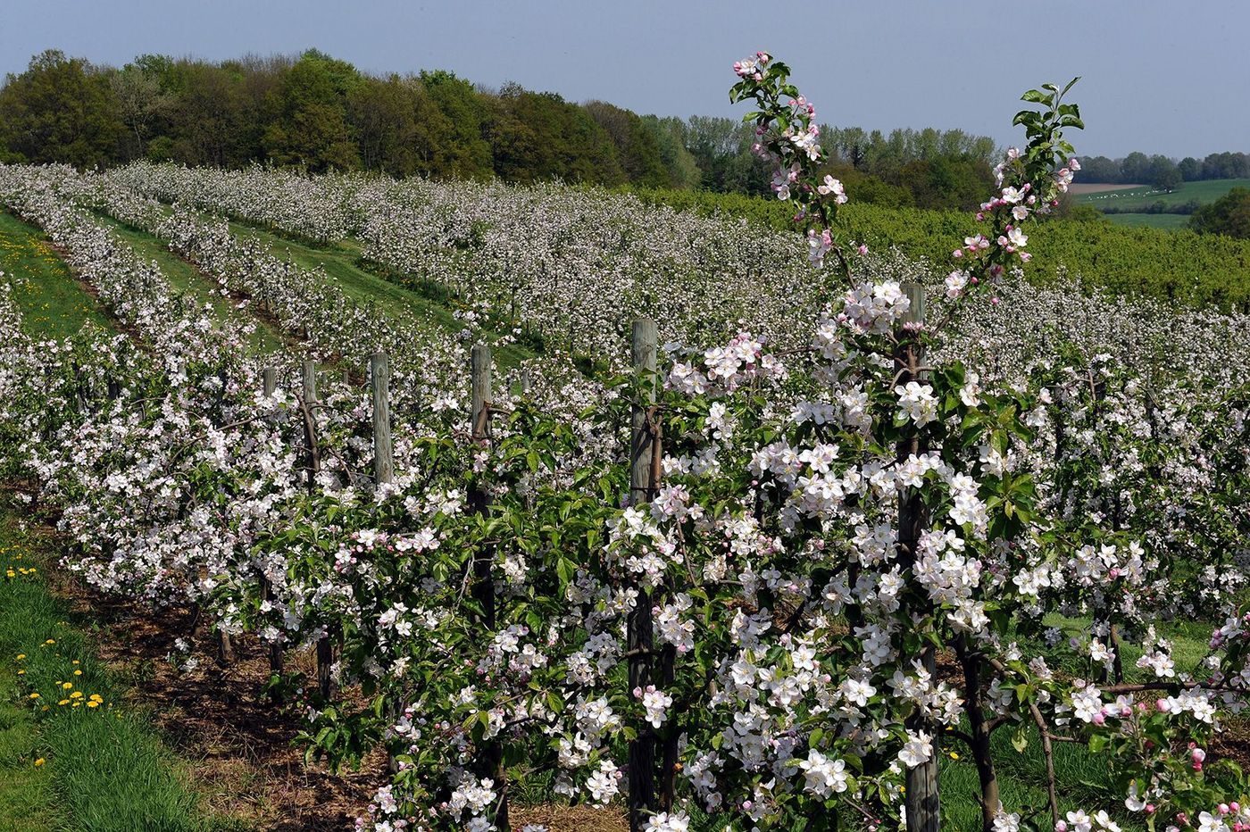 Ardennes Vergers du Tourteronnais Pommiers