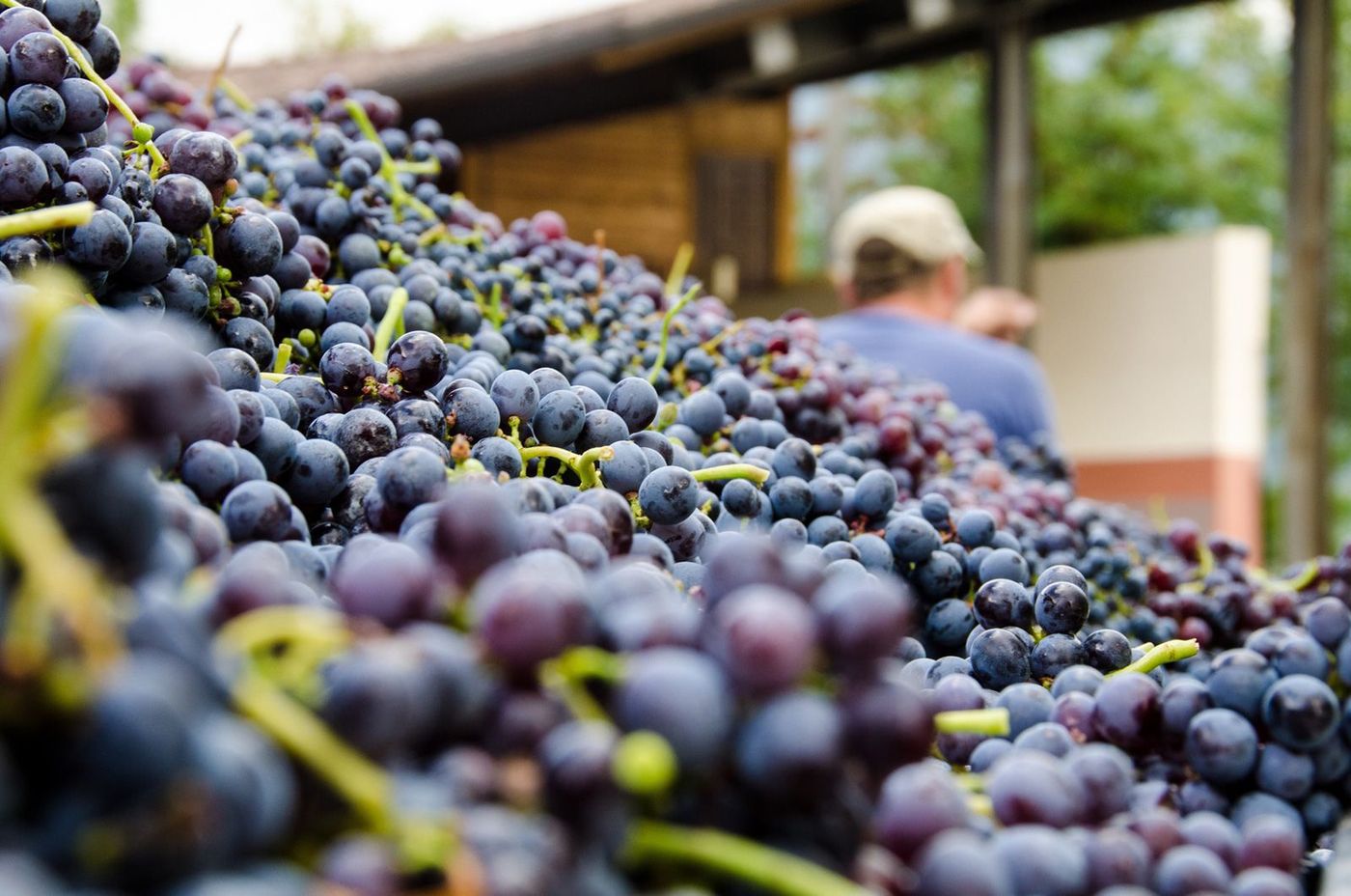 Italie Vérone Vin