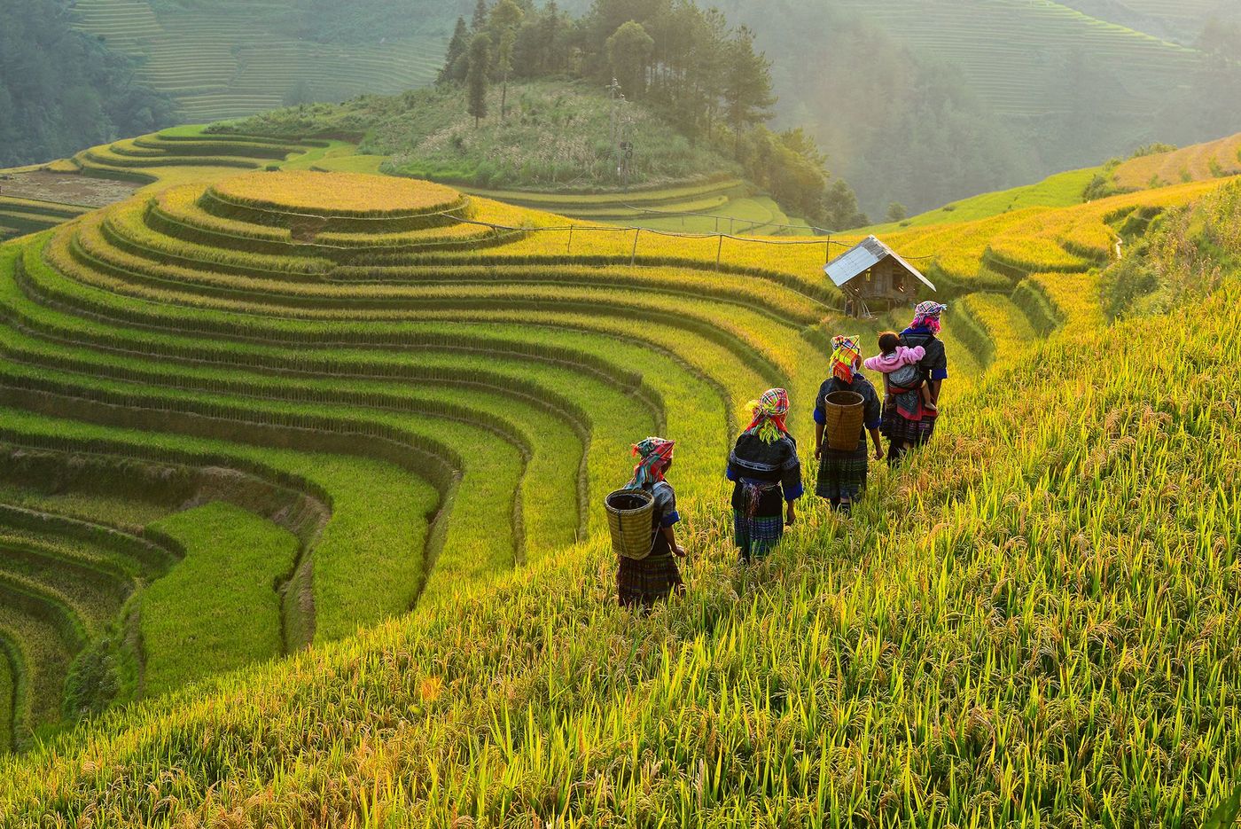 Vietnam Mu Cang Chai