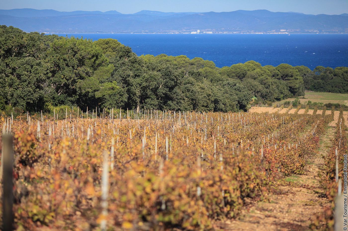 Vigne de l'île de Porquerolles