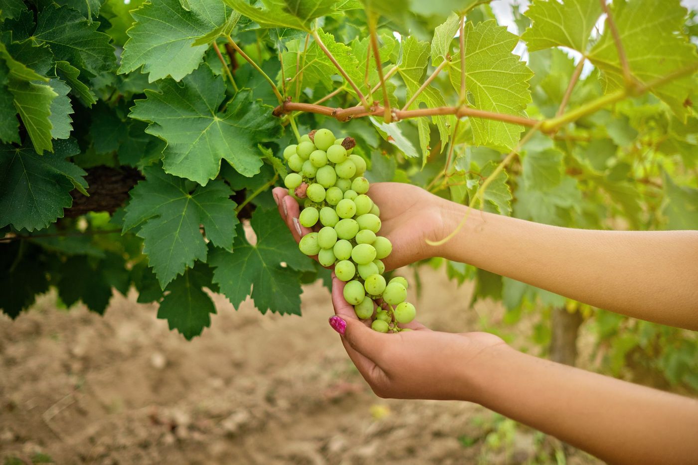 Vigne de Tarija