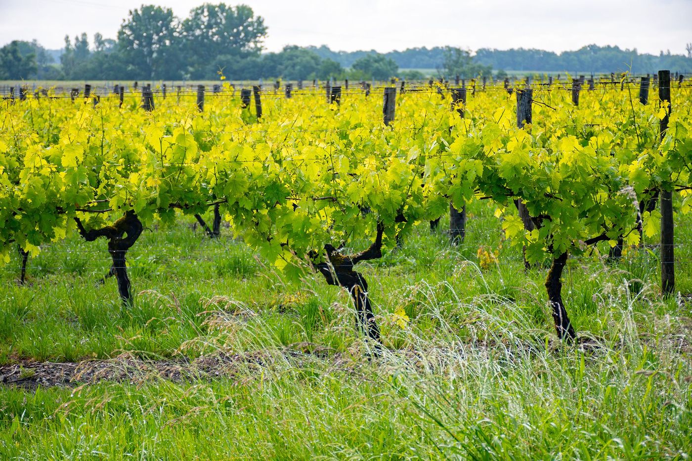 Vigne Grande Champagne