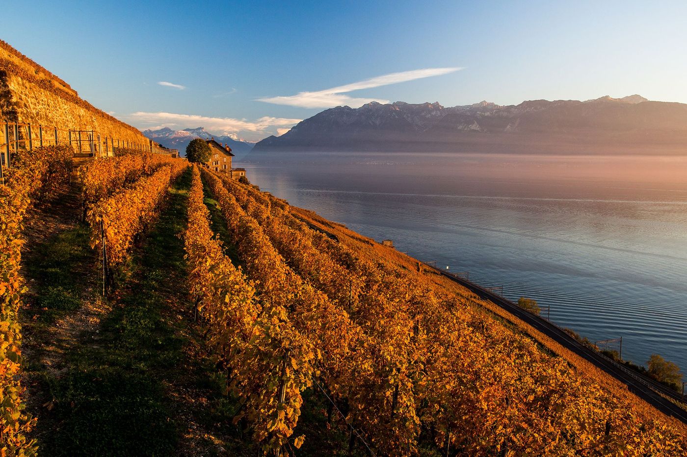 Vigne Lavaux