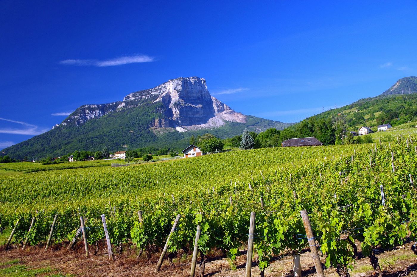 Vigne - Apremont