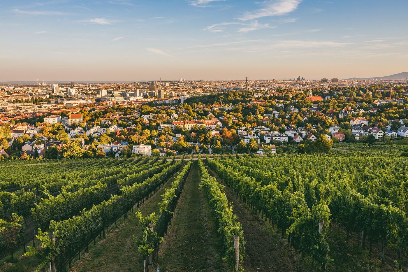 Vignes alentours de Vienne