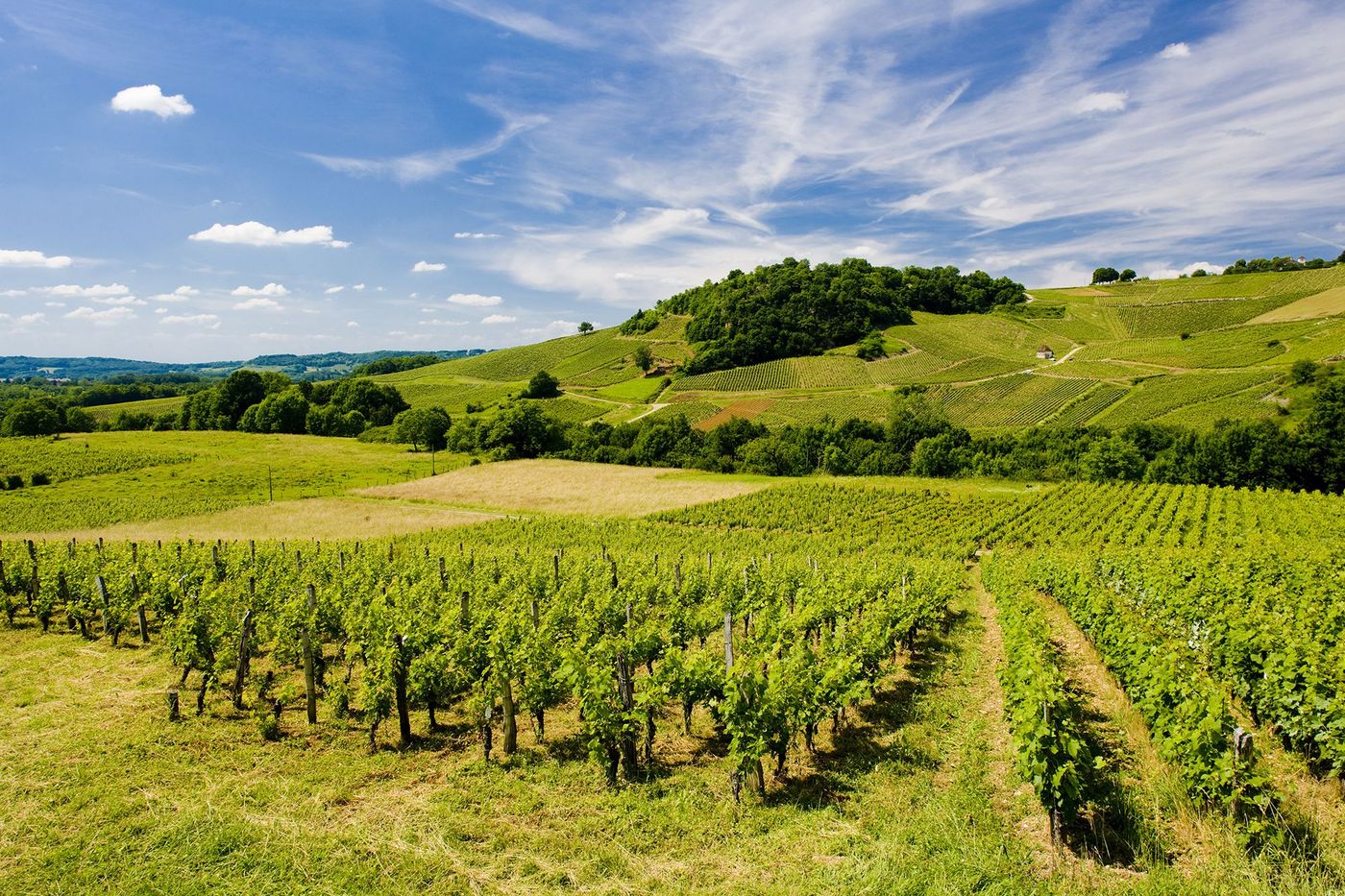 Vignes - Château-Chalon