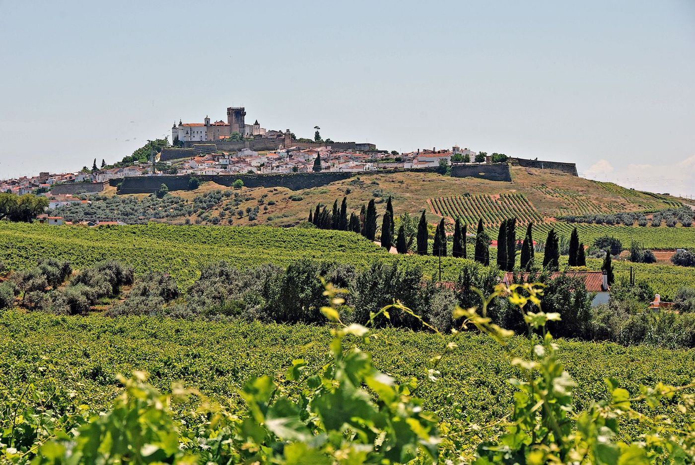 Vignes d'Estremoz