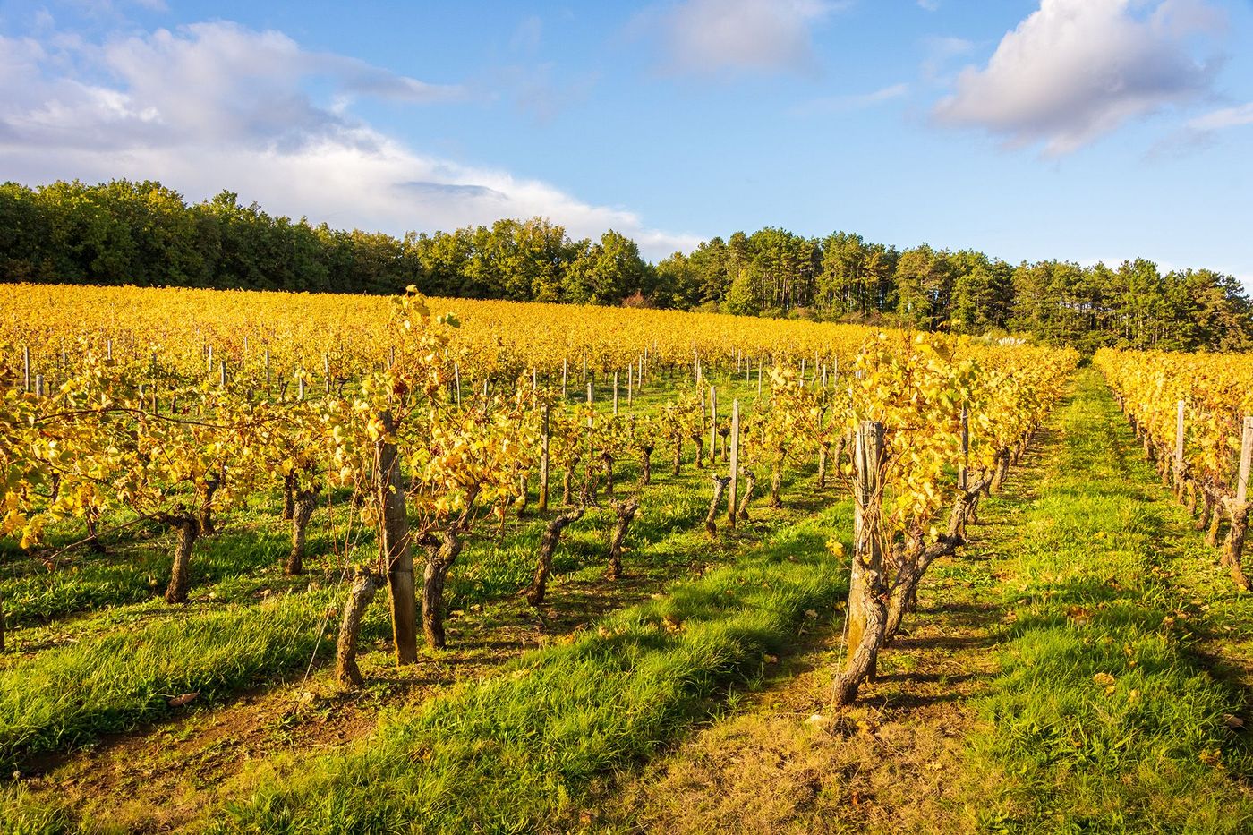 Vignes de Chinon