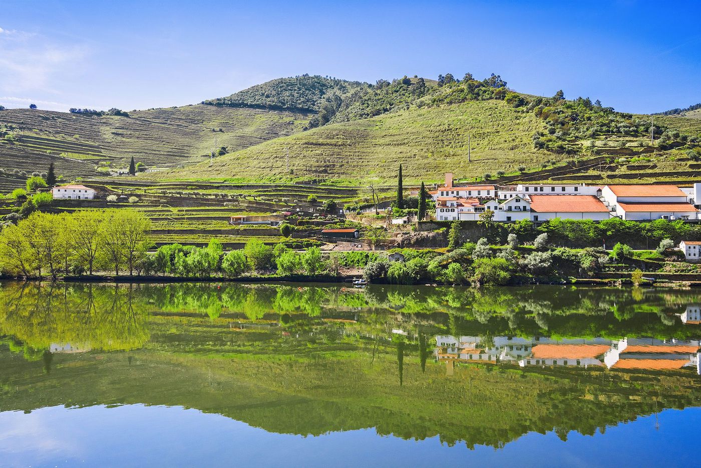 Vignes de la Vallée du Douro