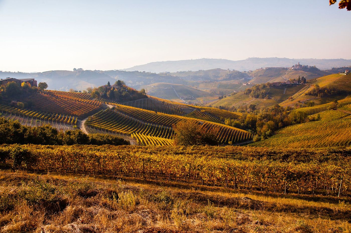 Vignes des Langhe