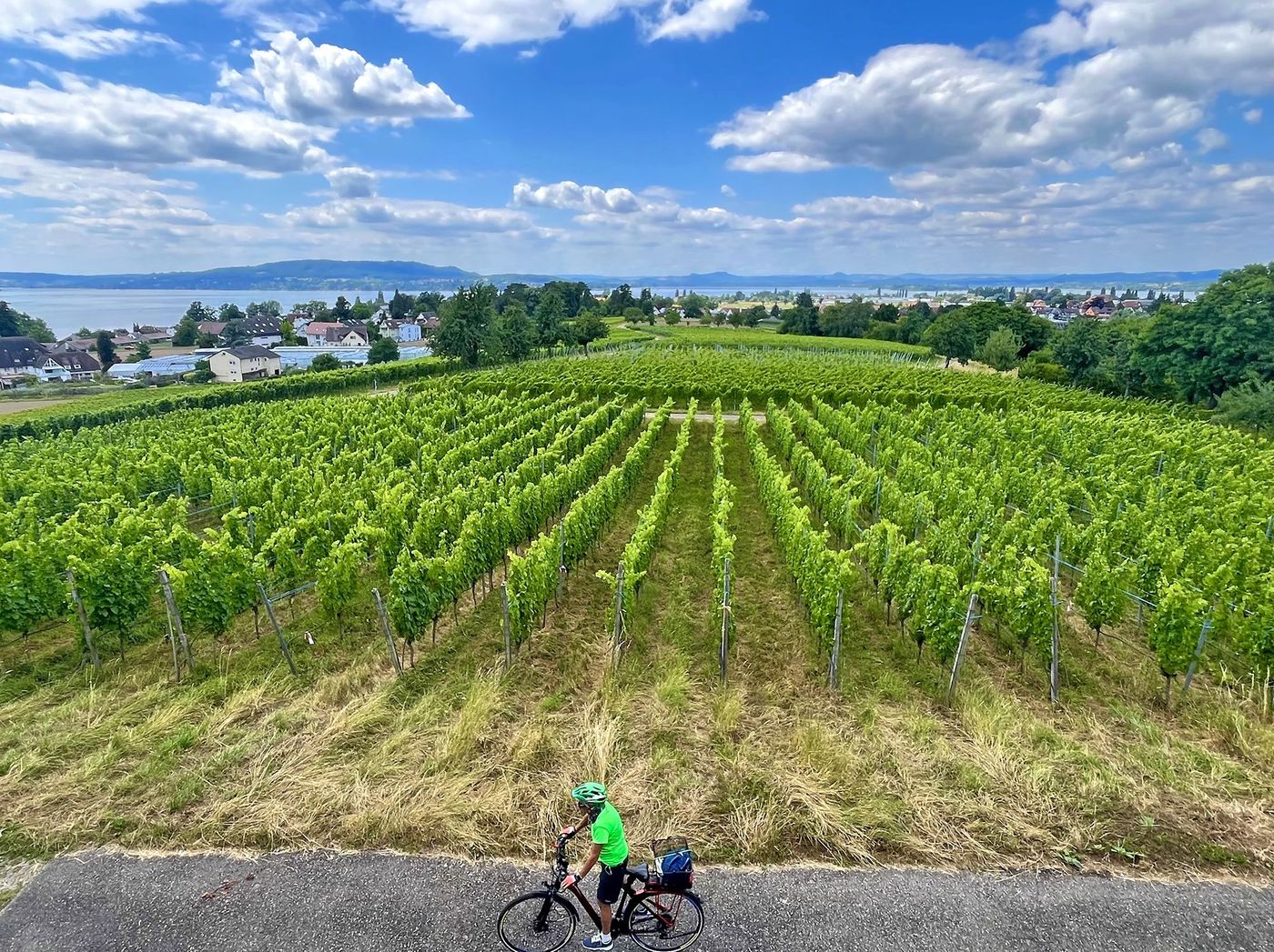 Vignes du lac de Constance