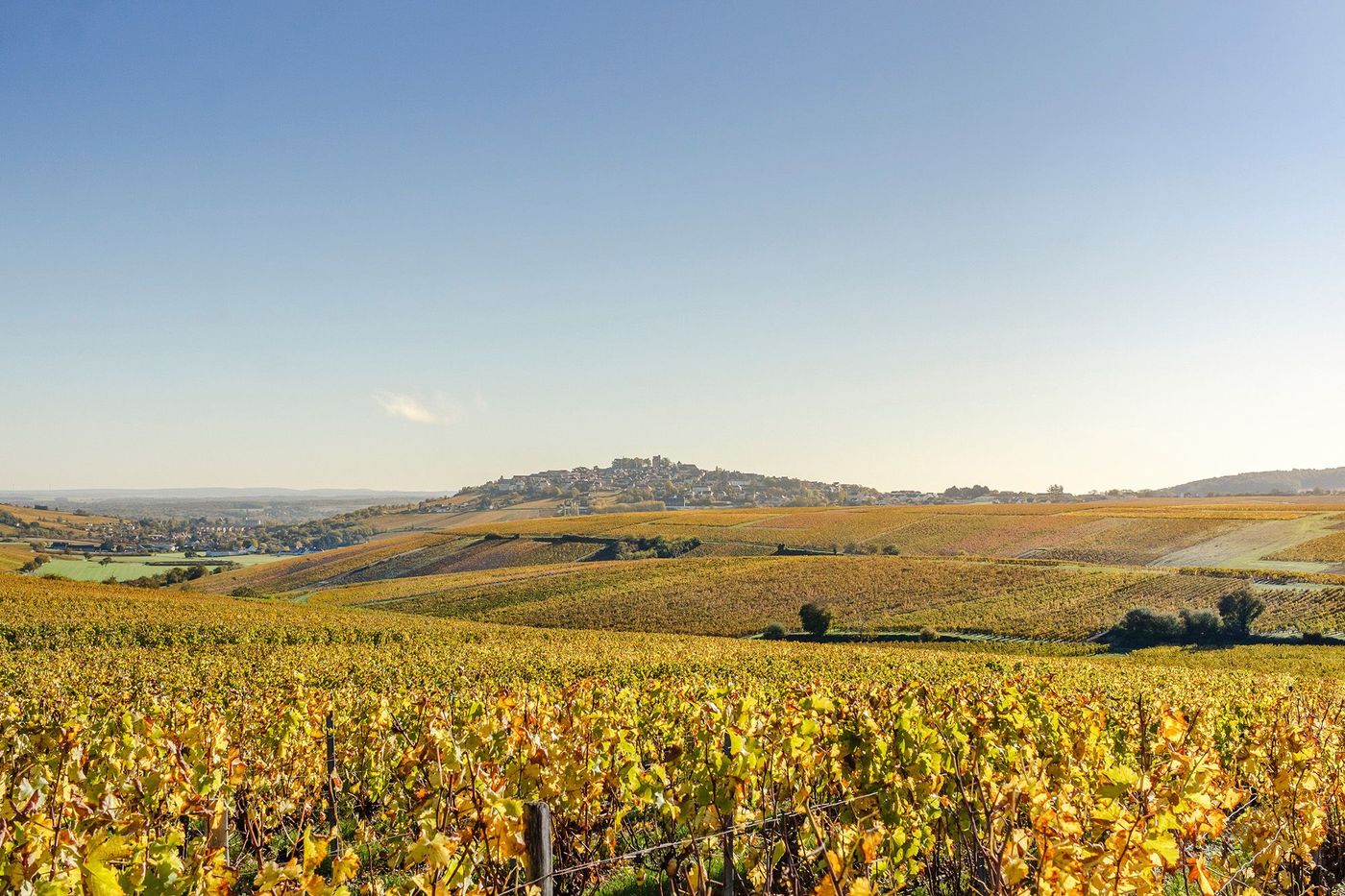 Vignes et Sancerre