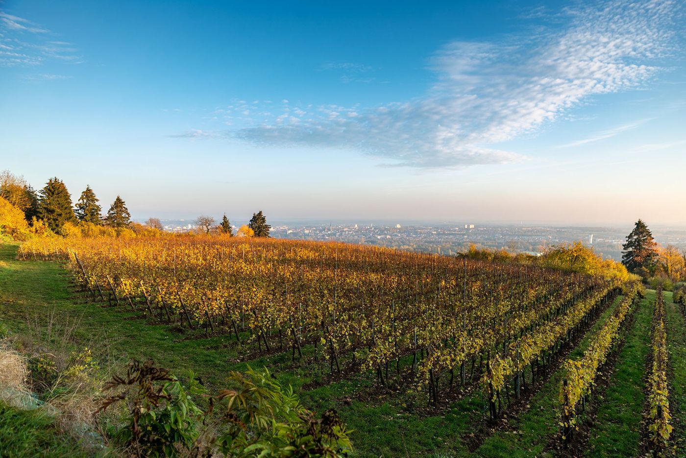 Vignes Lorraine