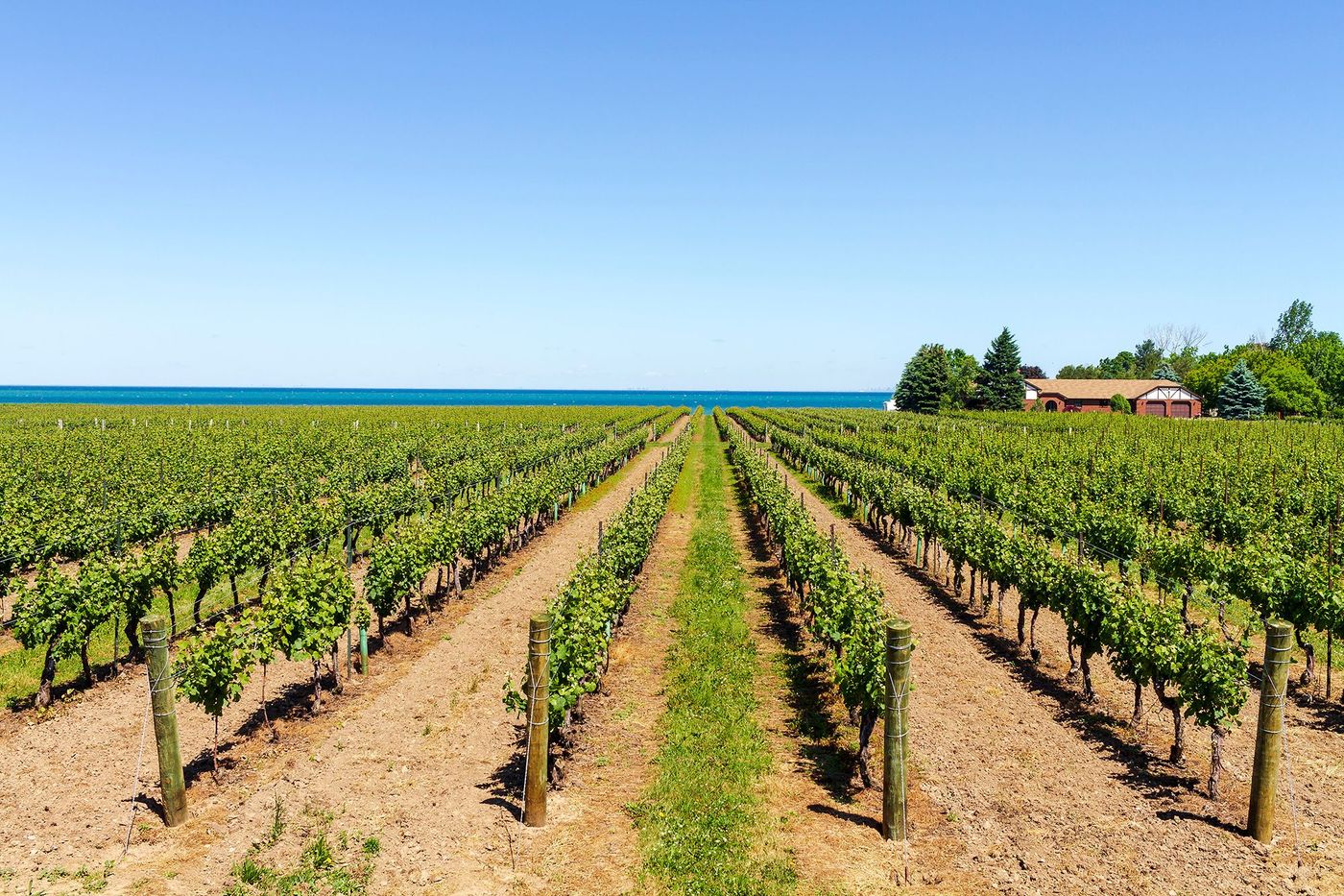 Vignes - Niagara-on-the-Lake