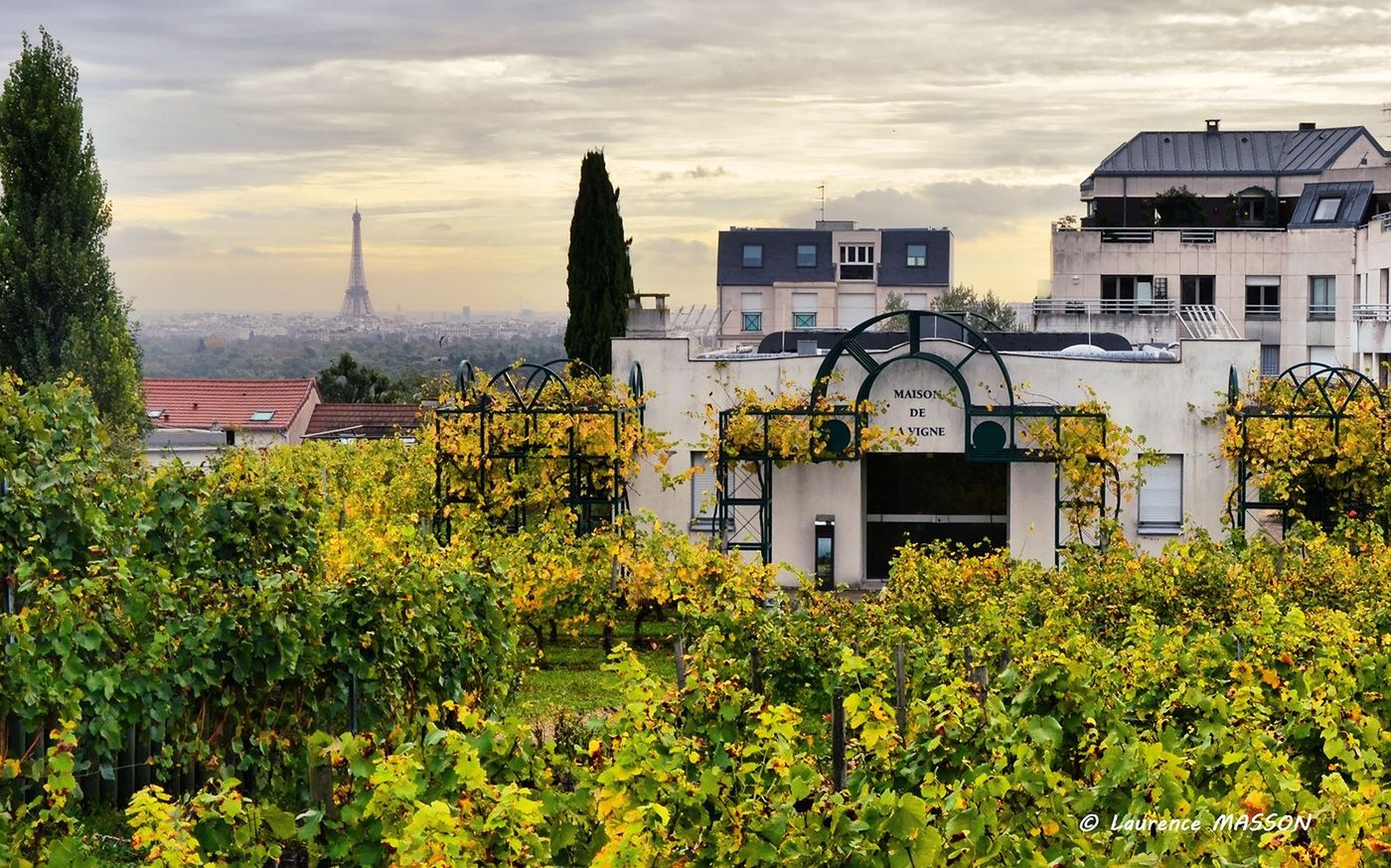Suresnes Vignes