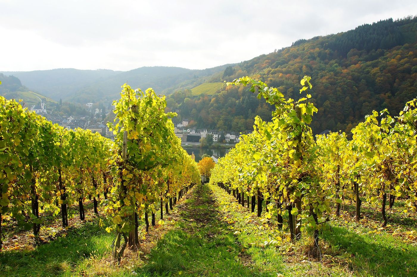 Vignes - Traben-Trarbach
